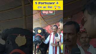 5 फॉर्च्यूनर के दाम का भैंसा 😱  Sonpur Mela 2024 buffalo viralvideo shorts [upl. by Rauscher]