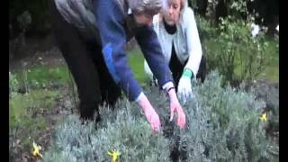 How to Prune Lavender [upl. by Collin796]