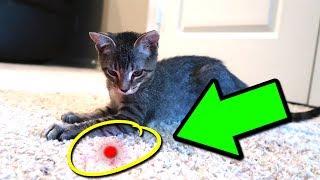 CAT VS LASER POINTER [upl. by Cloe]