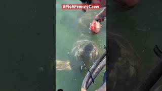 Feeding a giant grouper by hand is still mind blowing to me 🐟🔥shortsviral fishingboat fish food [upl. by Attaynik]