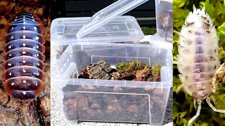 Simple Isopod Setups for Keeping and Breeding [upl. by Kooima433]