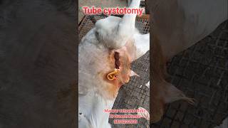 Tube cystotomy in calf  urolithiasis calculi rapture of urethra [upl. by Dina]