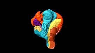 Heliconius Butterfly Brain [upl. by Kcirej]