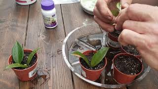 How To Propagate a Hoya The Plant Farm® [upl. by Charlet430]