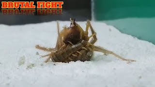 CAMEL SPIDER VS CENTIPEDE [upl. by Nairadas539]