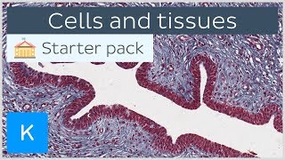 Cells and tissues types and characteristics  Human histology  Kenhub [upl. by Sugihara944]