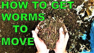 Wedge Method of WORM composting European Night Crawlers [upl. by Isadora286]