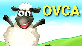 OVCA BE BE🐑DOMACE ZIVOTINJE bebeovco ovcasone ovcacrtani ovcakazebee [upl. by Sidnal]