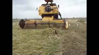 Cosechadora New Holland TC5070 ¡Cosechando Arroz con Potencia [upl. by Nnaassilem]