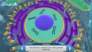 Célula eucariota en 3D para Android e iOS [upl. by Hola426]