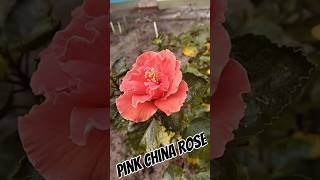 China RoseAmazing World Views [upl. by Weaks]