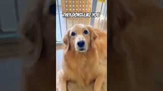 Who Doesnt Like Dogs 🤯 dog doglife doglover cutedog goldenretriever pet pets petlover [upl. by Emoryt]