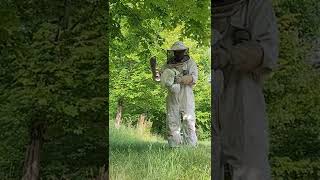 1 Min White Faced Hornet Nest Removal [upl. by Victoria]