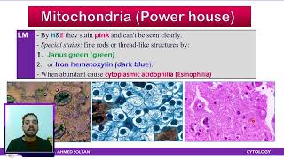 Cytology Lecture 3 MitochondriaLysosomesPeroxisomesProteasomes [upl. by Aible933]