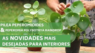 PILEA PEPEROMIOIDE E PEPEROMIA POLYBOTRYA RAINDROP  CONHEÇA AS NOVIDADES  MURILO SOARES [upl. by Enelkcaj]