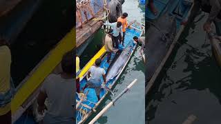 Vizag Fisherman Battles a Giant Marlin  Incredible Catch 4k fishing [upl. by Tuorah]