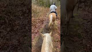 Horse trail ride for spring [upl. by Palmira]