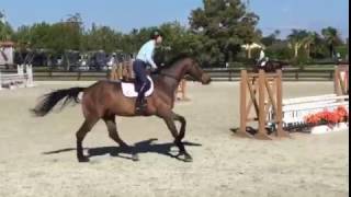 9 yr old 171 hand gelding by VDL Verdi [upl. by Enitram856]