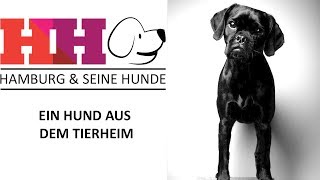 Hamburg amp seine Hunde  Folge 15  Ein Hund aus dem Tierheim [upl. by Tor]