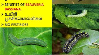 Beauveria Bassiana Bio Insecticide பயன்கள் மற்றும் நன்மைகள் [upl. by Ddarb]