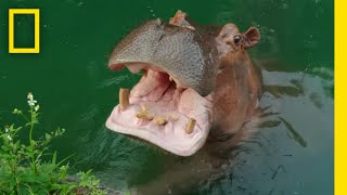 Hippos Eating Watermelon  Magic of Disneys Animal Kingdom [upl. by Festa]