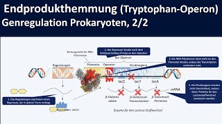 TryptophanOperon Endprodukthemmung am Beispiel trpOperon  Genregulation Prokaryoten 22 [upl. by Accisej110]