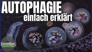 Was passiert bei der Autophagie einfach erklärt Zelle Mitochondrien Ribosomen Lysosomen Fasten [upl. by Nalyt]