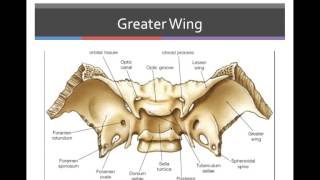 Bone Markings of Sphenoid and Ethmoid Bones [upl. by Yemirej]