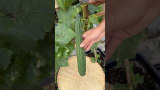 Harvest time garden gardenharvest fyp shorts viralshort foryou food asmrsounds [upl. by Nauj]