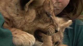 Les lionnes de retour au parc safari de Ramat Gan en Israël [upl. by Atilamrac]