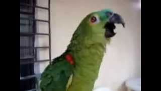 MIGLIORI VIDEO DI ANIMALI DIVERTENTI CHE CANTANO 6°PARTE FUNNY ANIMALS BEST VIDEO OF SINGING [upl. by Enyak167]