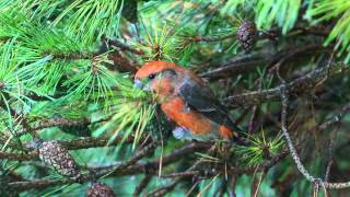 Parrot Crossbill in Essex [upl. by Adnalram]