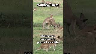 Daily animal fact  215  animals facts wallaby [upl. by Allenad]