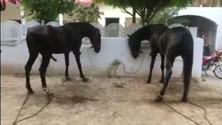 HORSE FIGHT  BLACK 🐴 HORSES [upl. by Assilram97]