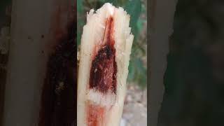 Red rot of sugarcane Colletotrichumfalcatum Redrotfungus [upl. by Roldan]