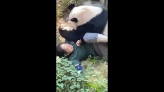 Panda attacks zookeeper in front of terrified zoogoers [upl. by Stoddard]