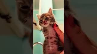 Who’s Mopping💀 cat edit funny fypシ゚viral catedit edits shorts [upl. by Loreen971]