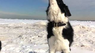 Border collie howling [upl. by Ys729]