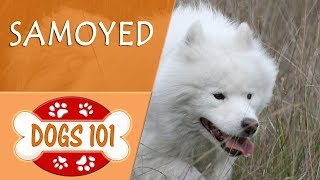 Dogs 101  SAMOYED  Top Dog Facts About the SAMOYED [upl. by Brennan353]