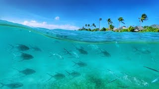 Hurawalhi Maldives Housereef Snorkeling September 2017 [upl. by Gokey]