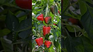 How to Grow Bell Pepper at Home from Seeds plants shorts farming [upl. by Massie512]