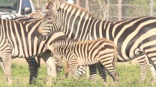 Lion Country Safaris Newest Born Baby Zebra [upl. by Bohlin]