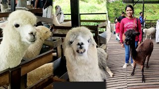 Sheep Sanctuary Cameron Highlands Malaysia [upl. by Anton]