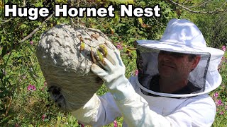 Why You Should Never Approach A Hornet Nest  Whats Inside An Active Colony Mousetrap Monday [upl. by Aixela932]