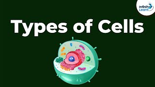 Types of Cells  Dont Memorise [upl. by Desdee481]