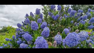 Ceanothus English garden [upl. by Sinne]