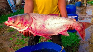 10 KG WEIGHT BIG Bighead Carp Fish [upl. by Notslah]