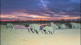 EarthCam Live Hideaways Camp Kuzuma African Watering Hole Chobe Botswana [upl. by Lirrehs]