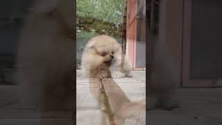 Music with pets for your inner peace cute shorts youtubeshorts short [upl. by Nevram]