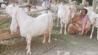 Gulabi Goats Complete Documentary [upl. by Nezah]